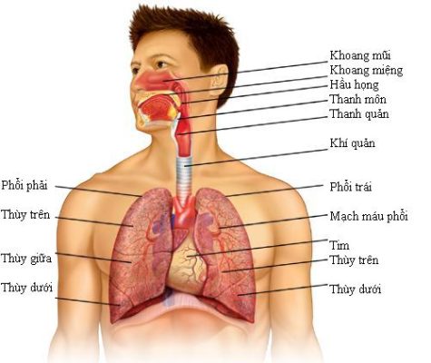 Viêm xoang có ảnh hưởng đến phổi không?