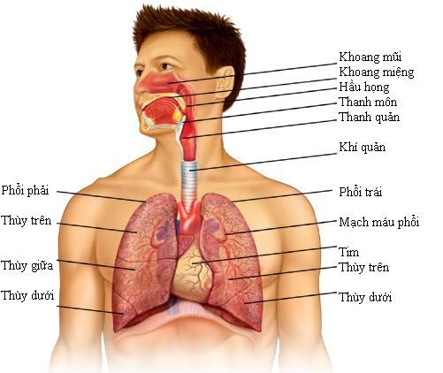 Viêm xoang có ảnh hưởng đến phổi không?